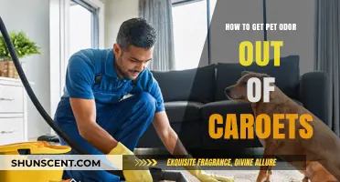 Freshen Up Your Home: Effective Tips to Remove Pet Odor from Carpets