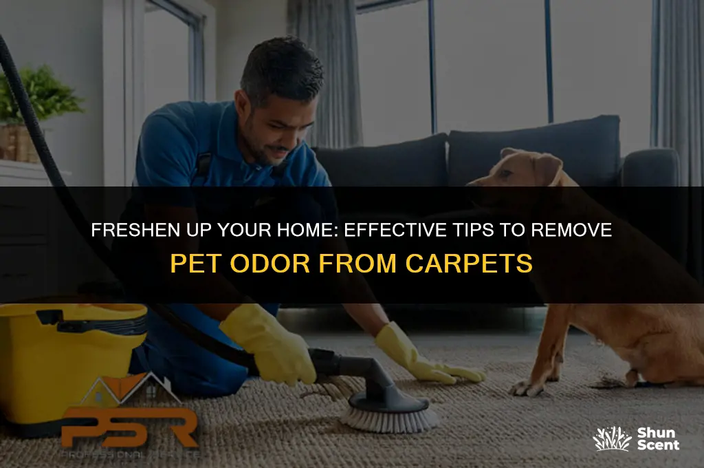how to get pet odor out of car0ets