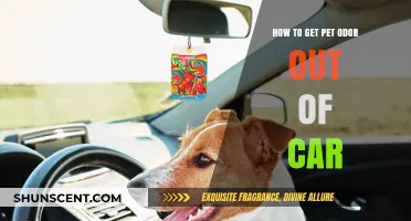 Freshen Up Your Ride: Effective Tips to Eliminate Pet Odor from Your Car