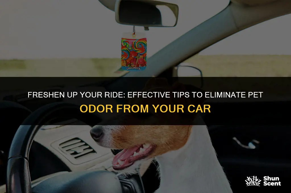 how to get pet odor out of car