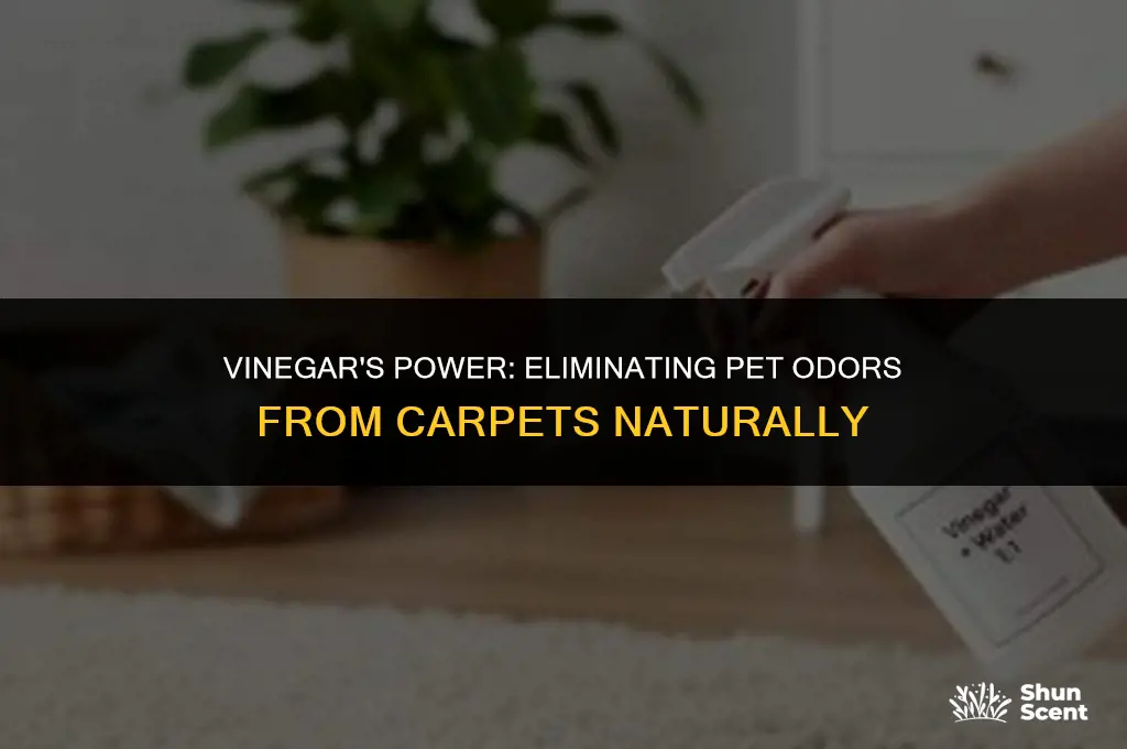 how to get pet odor out of carpet using vinegar