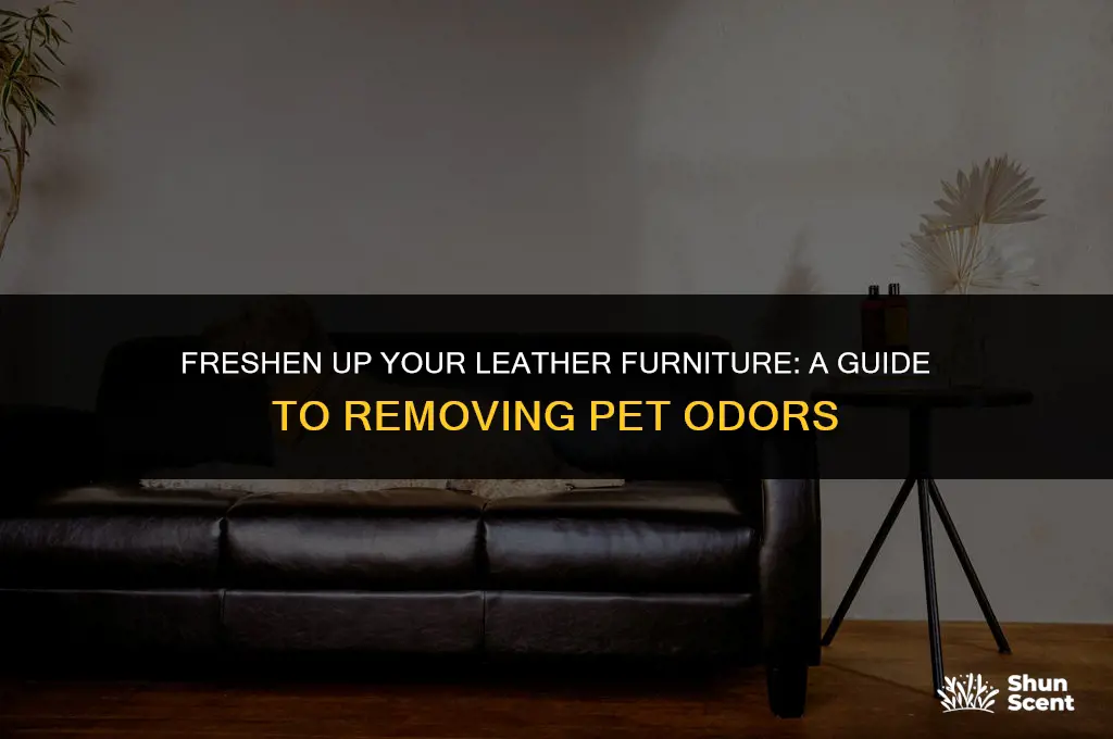 how to get pet odor out of leather furniture