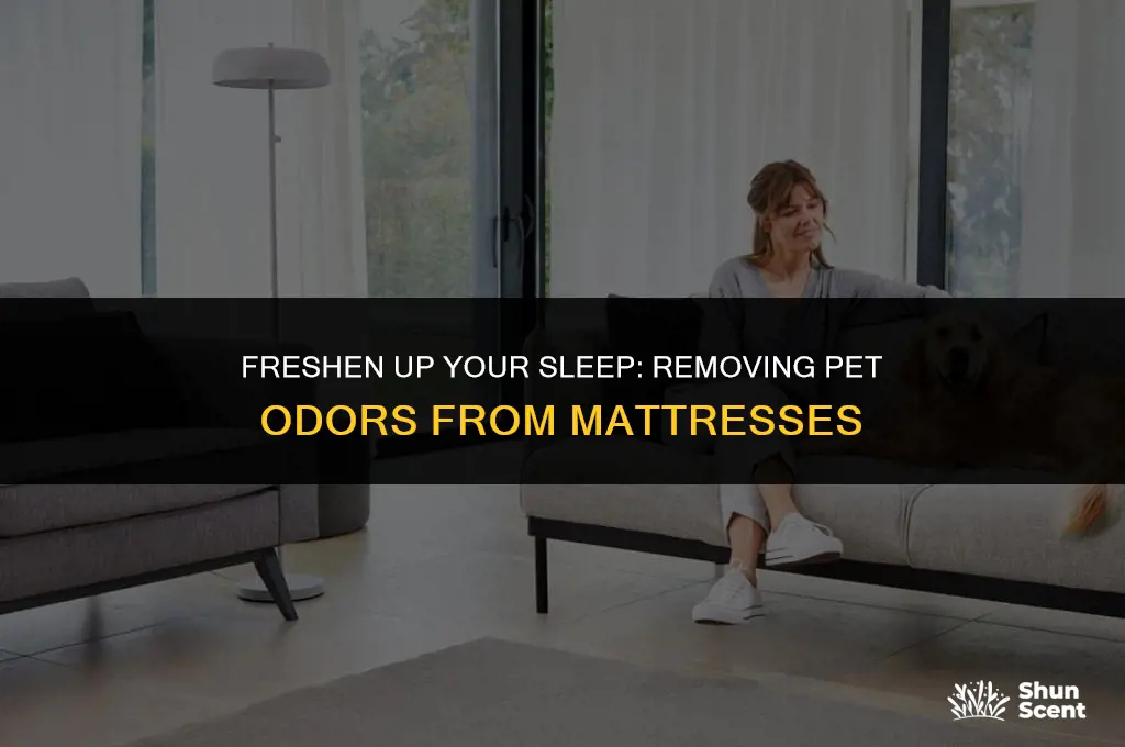 how to get pet odor out of mattress