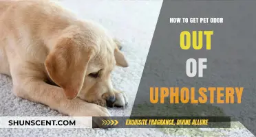 Freshen Up Your Furniture: A Guide to Removing Pet Odor from Upholstery