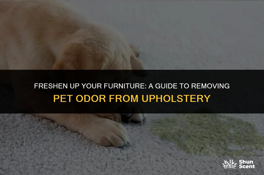 how to get pet odor out of upholstery