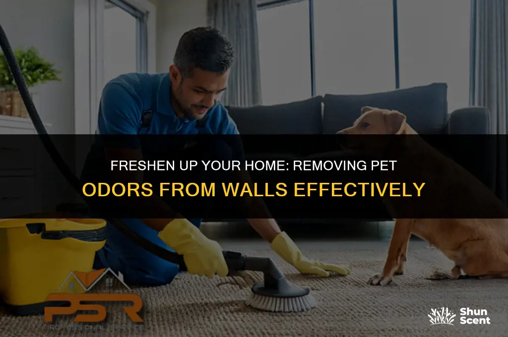 how to get pet odor out of walls