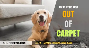Effective Tips to Eliminate Pet Odors from Your Carpet