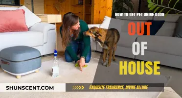 Eliminating Pet Urine Odor: A Comprehensive Guide for Homeowners