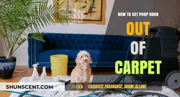 Effective Methods to Eliminate Poop Odor from Your Carpet