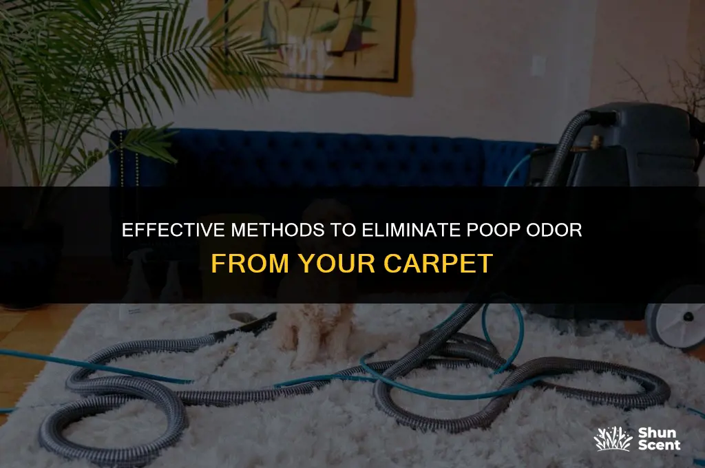 how to get poop odor out of carpet