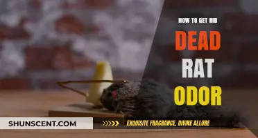 Eliminating Dead Rat Odor: A Comprehensive Guide