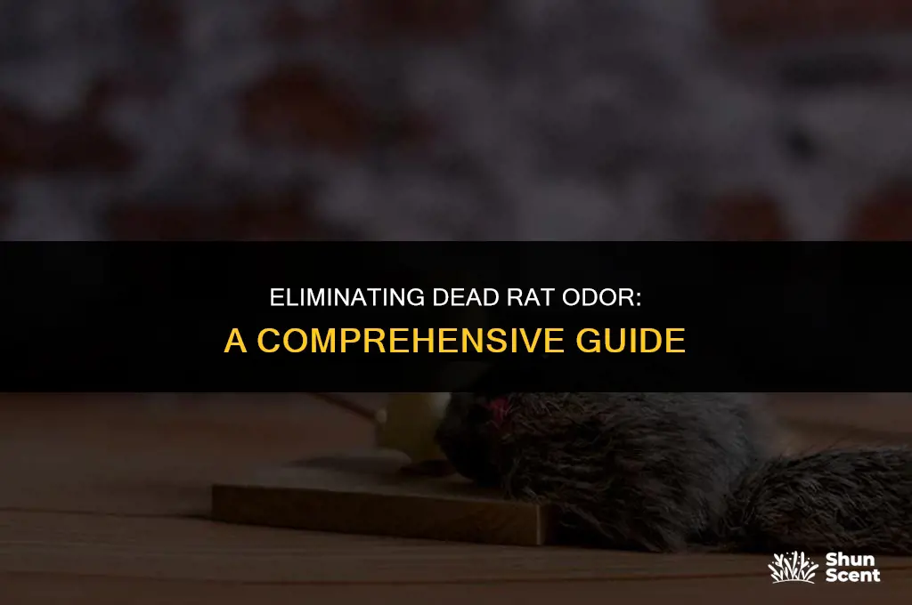 how to get rid dead rat odor