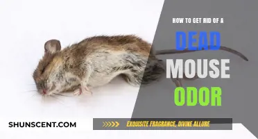 Eliminating the Unpleasant Smell of a Deceased Mouse
