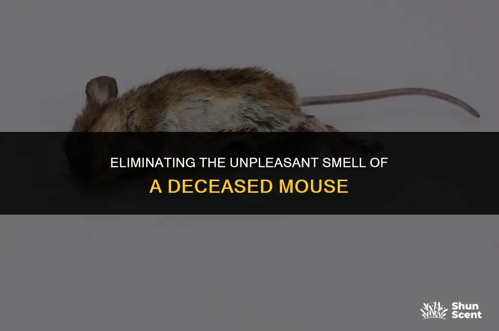 how to get rid of a dead mouse odor