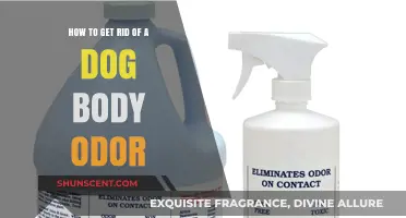 Freshen Up Your Furry Friend: Eliminating Dog Body Odor