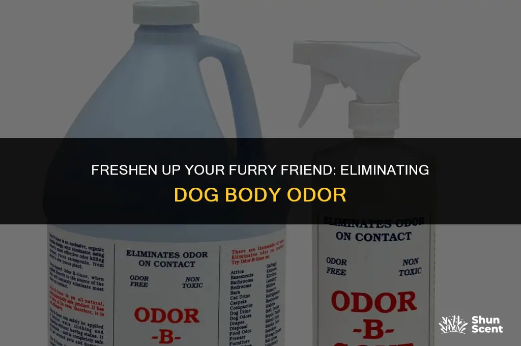 how to get rid of a dog body odor