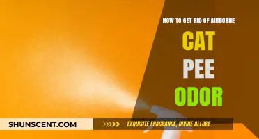 Fresh Air, Fresh Start: Eliminating Airborne Cat Pee Odor