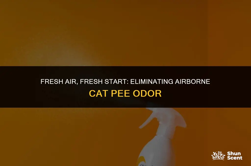 how to get rid of airborne cat pee odor