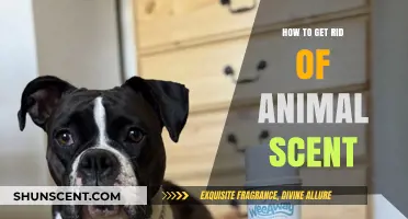 Effective Ways to Eliminate Lingering Animal Odors from Your Home