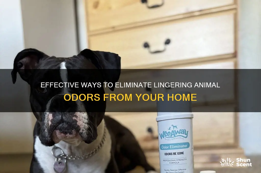 how to get rid of animal scent