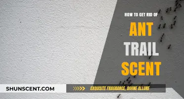 Eliminate Ant Trails: Effective Ways to Remove Scent Markers Naturally