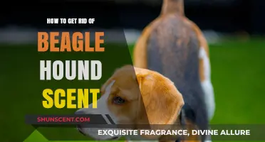 Effective Tips to Eliminate Persistent Beagle Hound Scent from Your Home