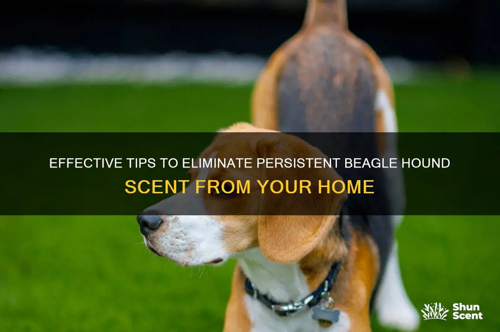 how to get rid of beagle hound scent
