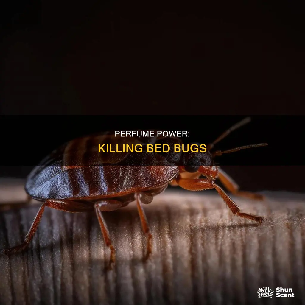how to get rid of bed bugs in perfume