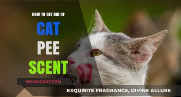 Effective Ways to Eliminate Cat Pee Smell from Your Home