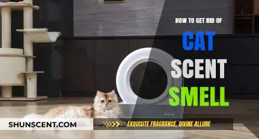 Effective Ways to Eliminate Lingering Cat Scent Smell in Your Home