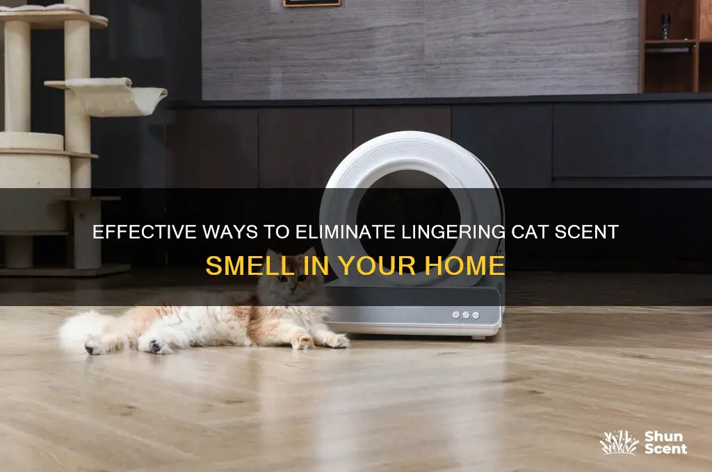 how to get rid of cat scent smell