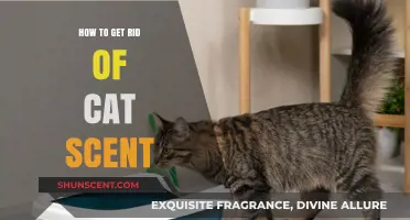 Effective Ways to Eliminate Lingering Cat Odors in Your Home