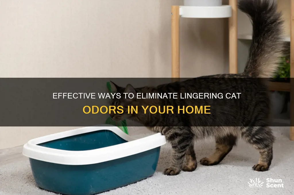 how to get rid of cat scent