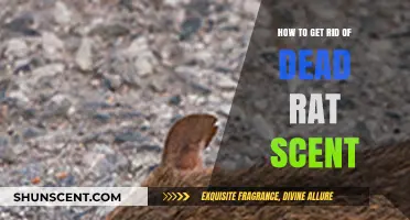Effective Ways to Eliminate Dead Rat Odor from Your Home