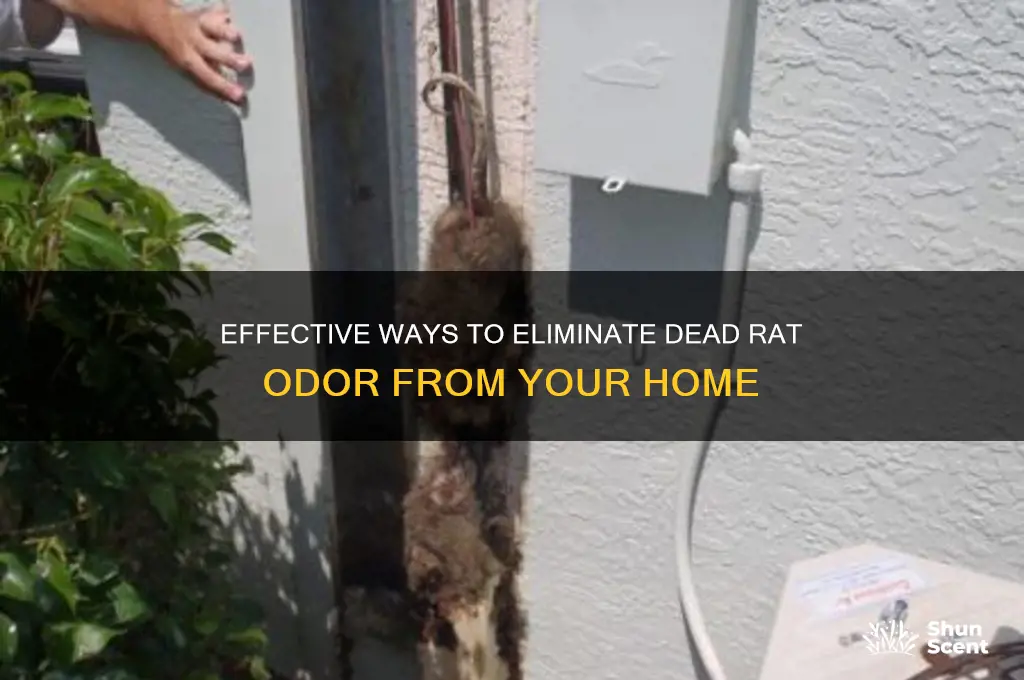 how to get rid of dead rat scent
