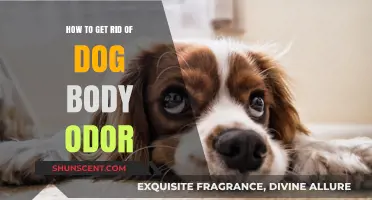 Freshen Up Your Furry Friend: A Guide to Eliminating Dog Body Odor