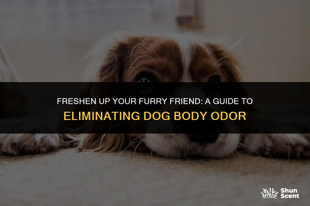 how to get rid of dog body odor