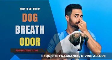 Freshen Up: Effective Ways to Eliminate Dog Breath Odor