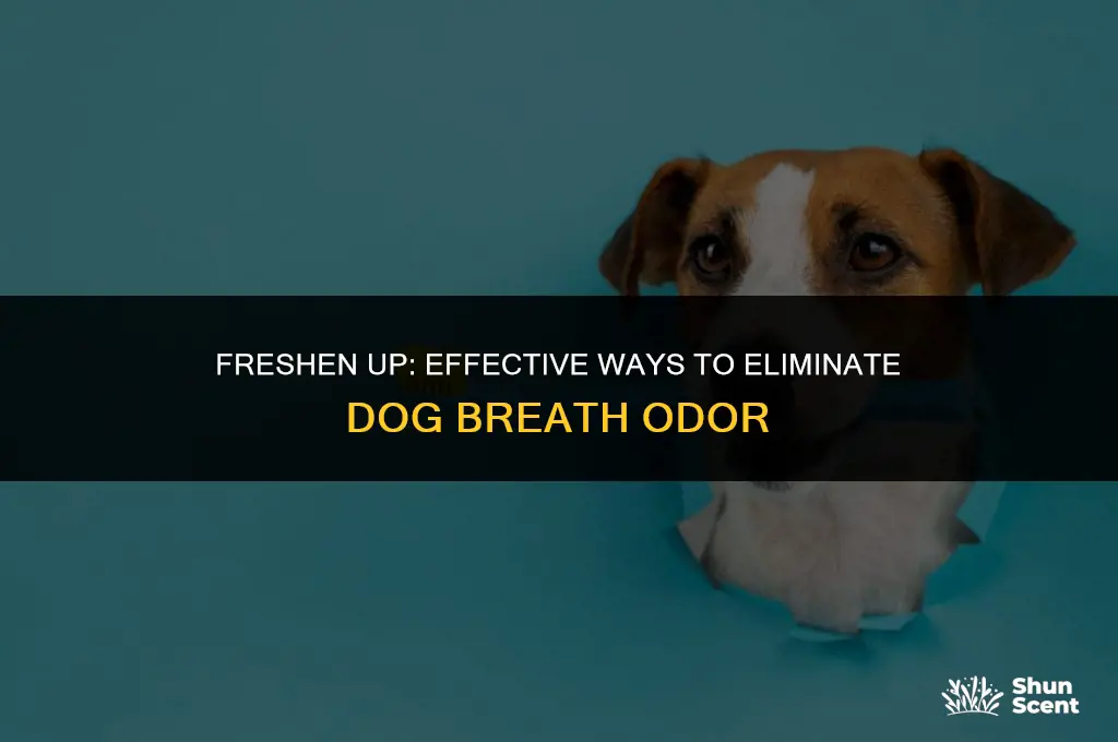 how to get rid of dog breath odor