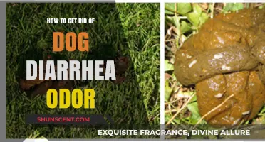 Effective Ways to Eliminate Dog Diarrhea Odor from Your Home