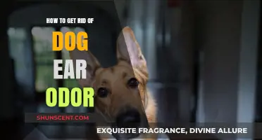Freshen Up Your Pup: A Guide to Eliminating Dog Ear Odor