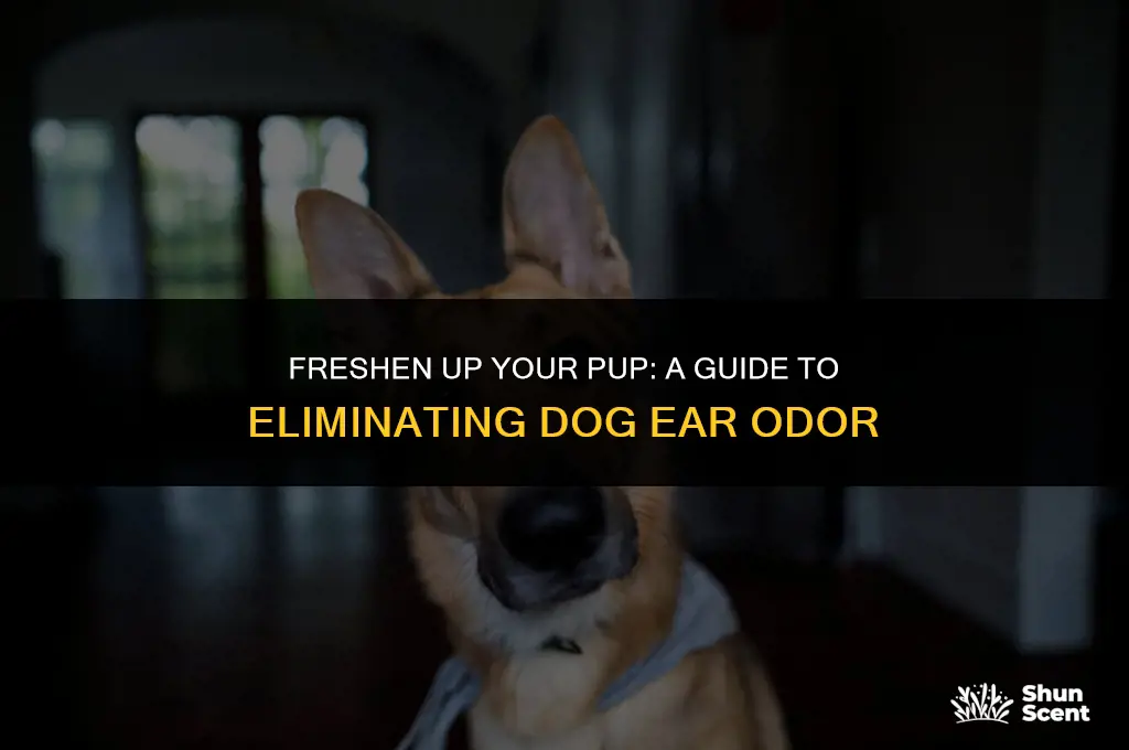 how to get rid of dog ear odor