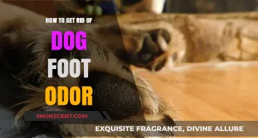 Banish Dog Foot Odor: A Comprehensive Guide to Fresh Paws