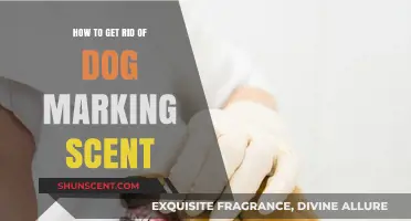 Effective Ways to Eliminate Dog Marking Scent in Your Home