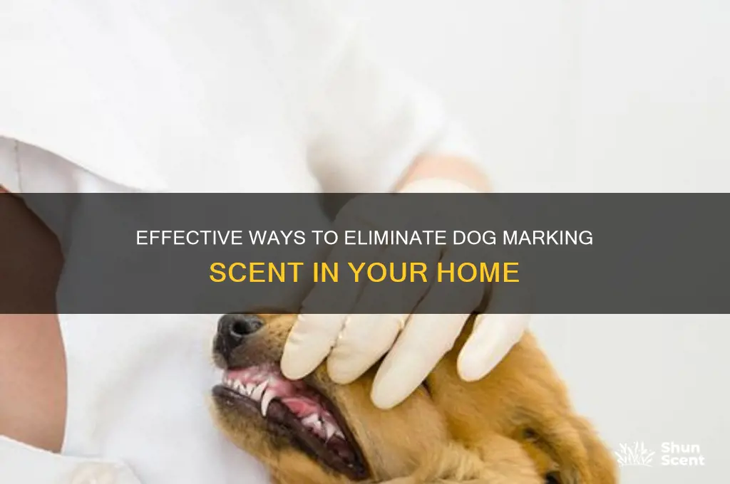 how to get rid of dog marking scent