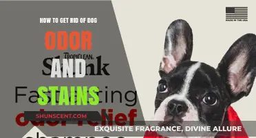 Freshen Up Your Home: Effective Tips to Eliminate Dog Odor and Stains