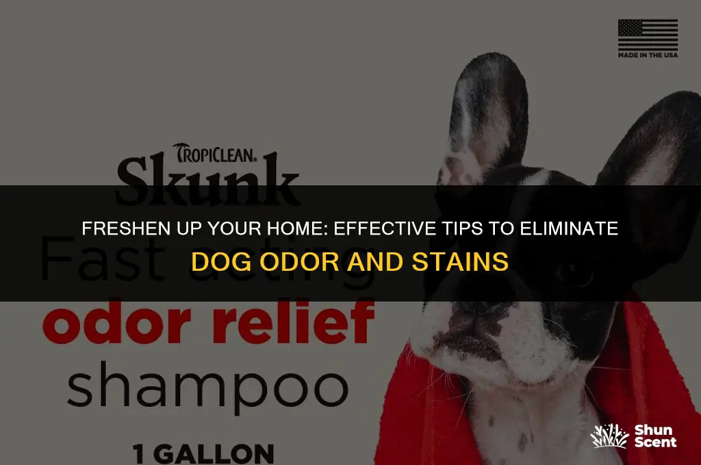 how to get rid of dog odor and stains