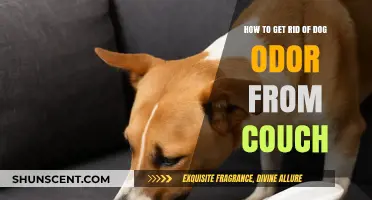 Freshen Up Your Home: Effective Tips to Eliminate Dog Odor from Your Couch