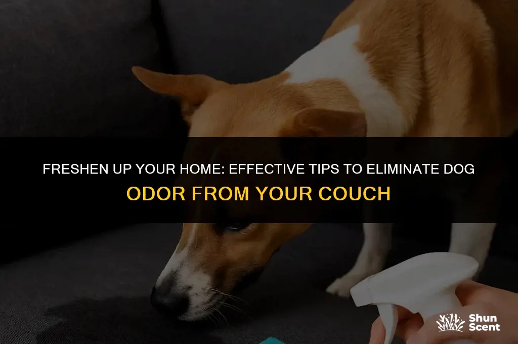 how to get rid of dog odor from couch