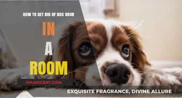 Freshen Up: Effective Ways to Eliminate Dog Odor in Your Home
